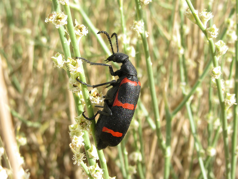 Meloide esotico da determinare: Mylabris sp.